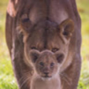 Meet your Posher, Yvette